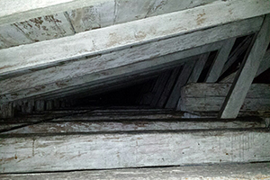 Owl Image